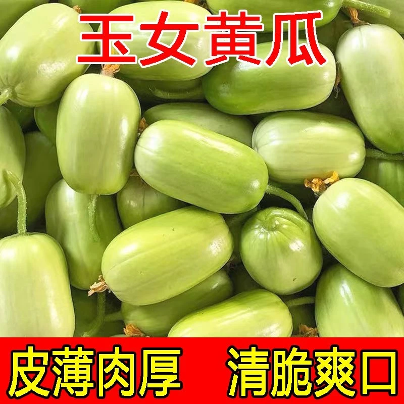 新鲜采摘金童玉女拇指小黄瓜现摘香脆无刺皮薄爽口美味多汁3/5斤