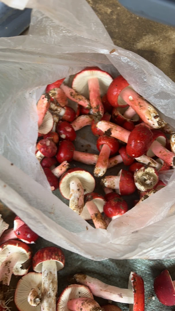 云南本地野生红菇半开菇（超级厚肉）性价比拉满