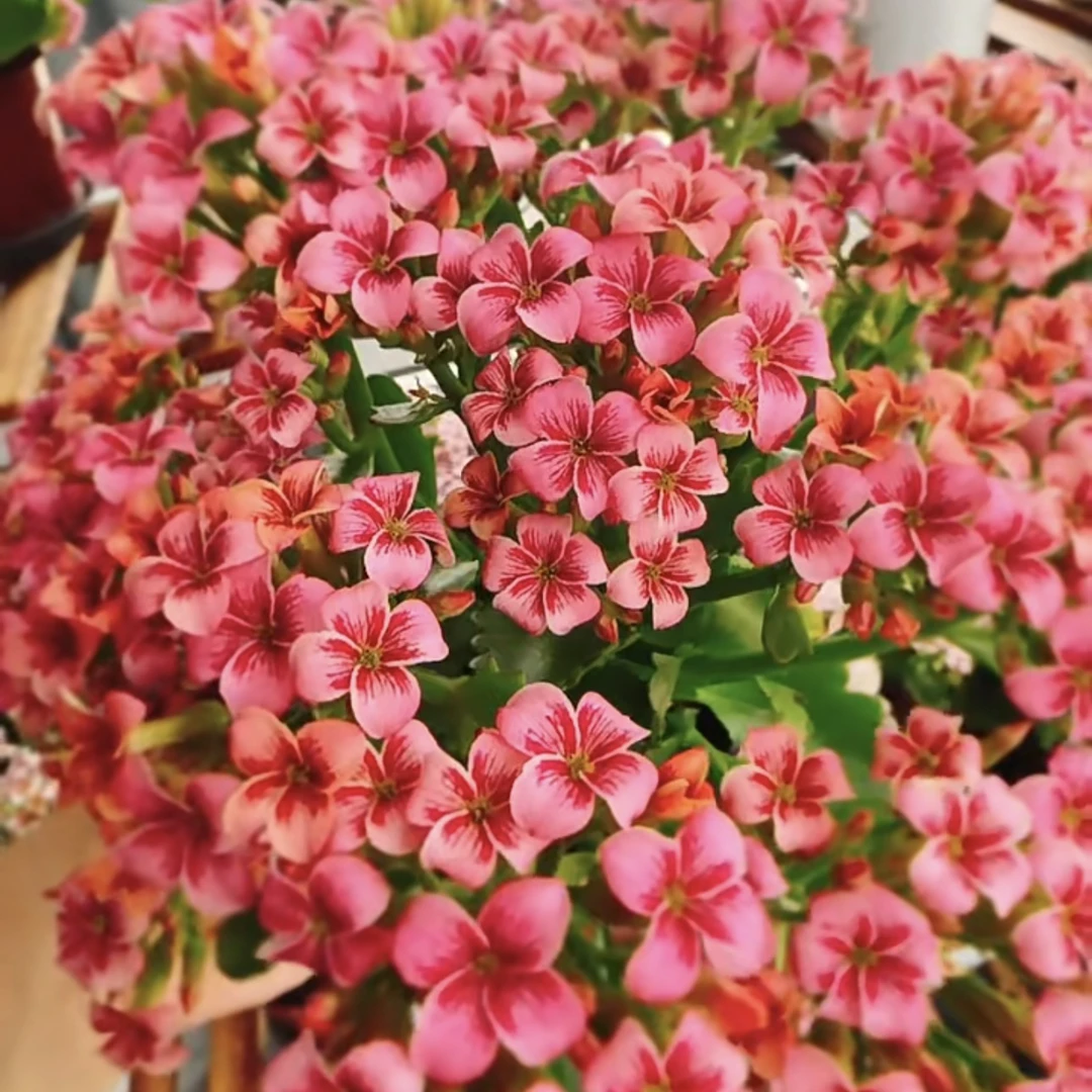 史莱克：精品长寿带花苞发货（烂叶黄叶断个别花苞不售后，介意勿拍）