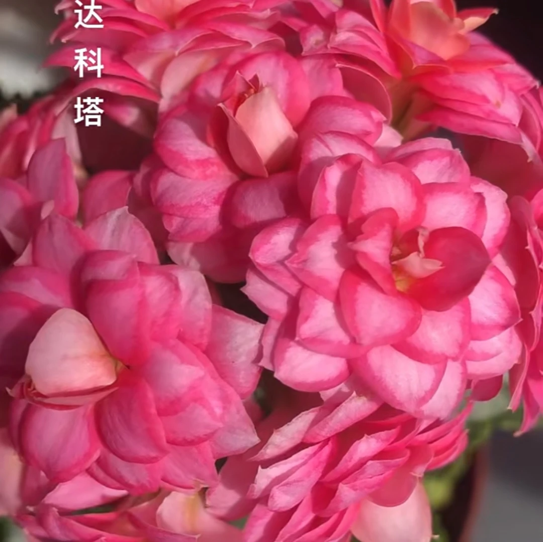 达科塔：有斑点、花蔫吧、断杆、黄、烂叶子都有所以处理，均不售后