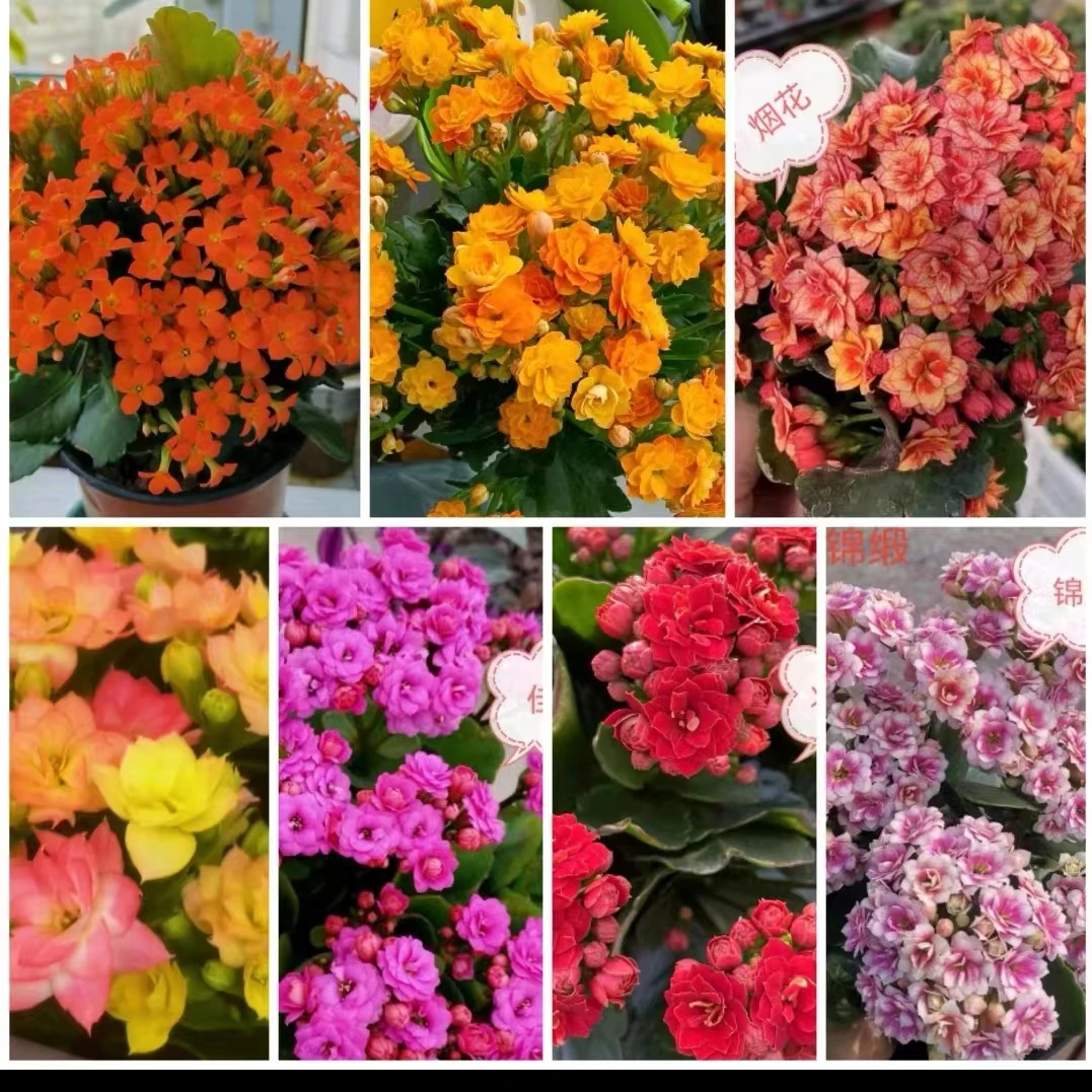 （推荐品种）武神：重瓣大花 花量大 花期长 好复花 阳台花卉