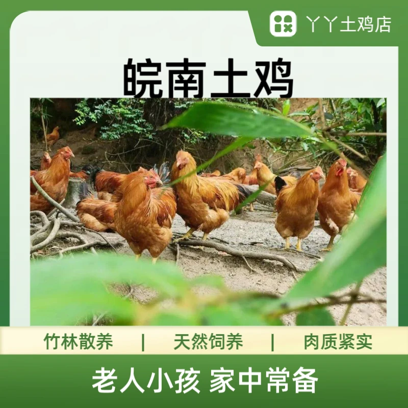 老人小孩放心食用农家土鸡皖南竹林散养仔公鸡吃鲜嫩新鲜美味