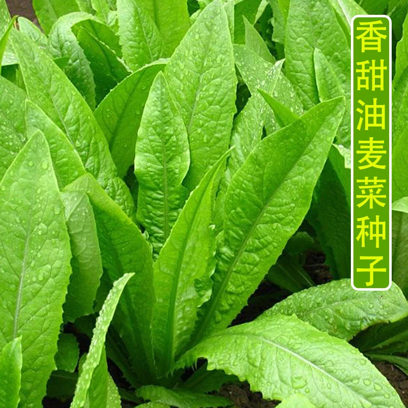 油麦菜种子香甜油麦菜圆叶油麦菜尖叶油麦菜农田四季播蔬菜种子