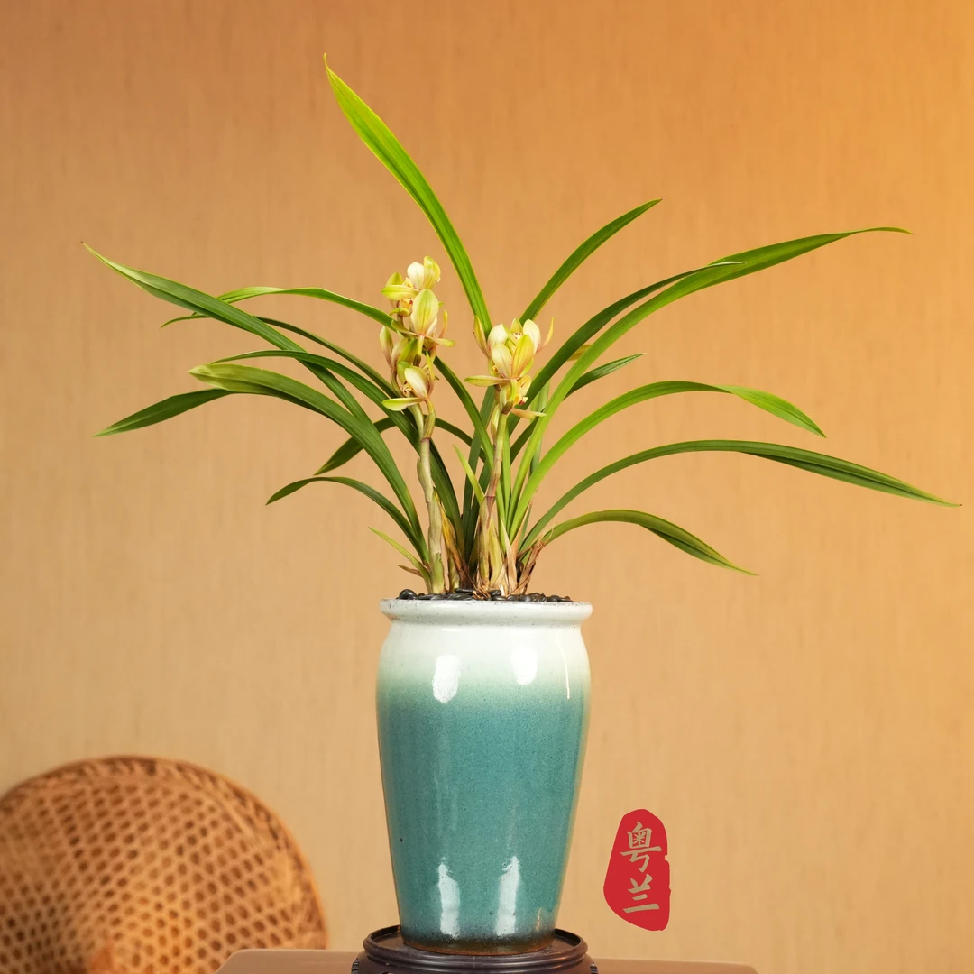 【老种忆香荷】高端建兰名品名贵浓香上等兰花耐热室内客厅