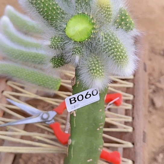 乖*妞嫁接九尾狐060