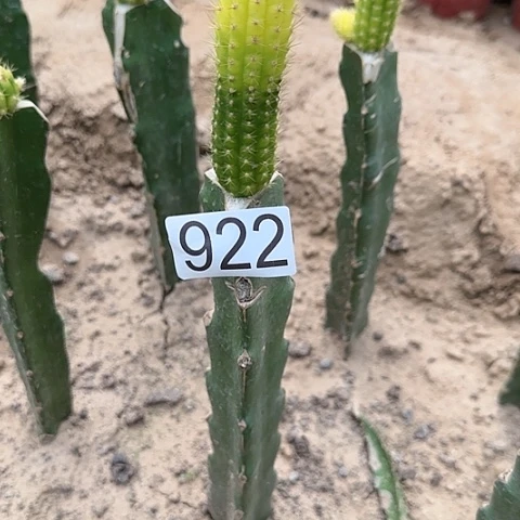 华**仔嫁接彩舞柱锦922