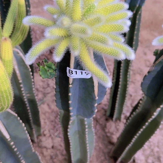 娇*嫁接九尾狐锦119