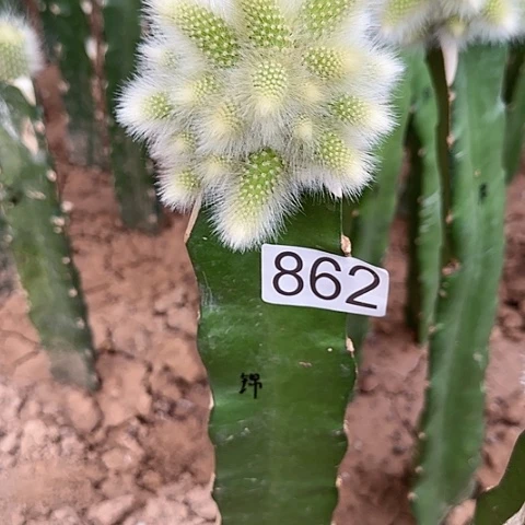 沐*天嫁接九尾狐锦862