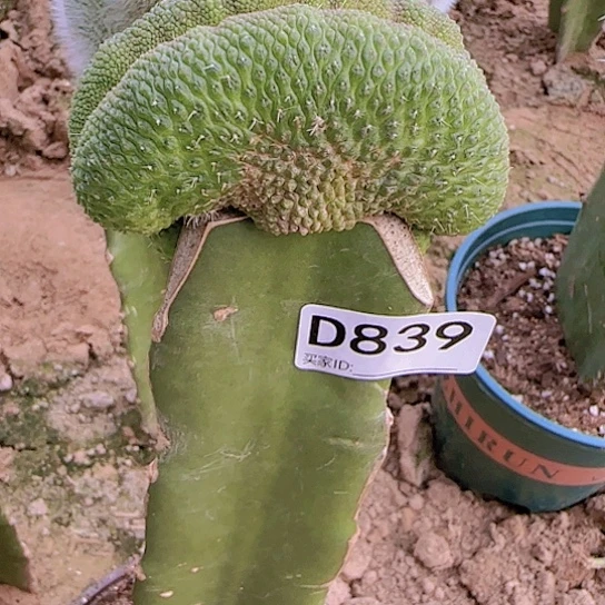 嫁接蛇皮缀化839