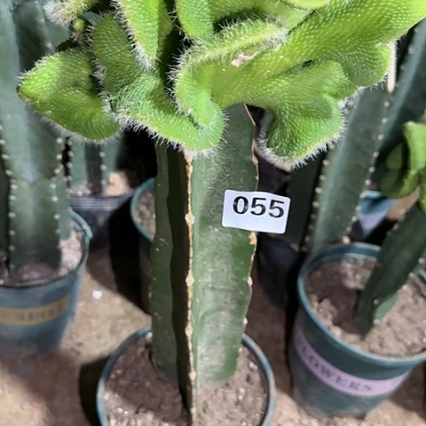 西*。嫁接小青蛇缀化055