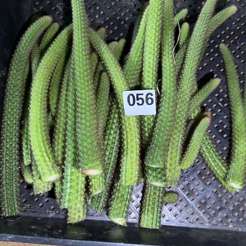 清****通金妞枝条056
