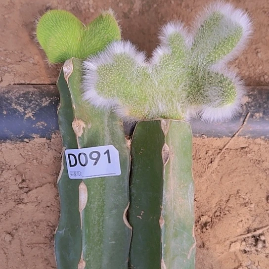 特**妹清货九尾狐缀➕青蛇缀091