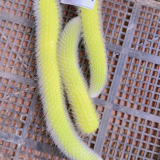 老*九尾狐锦枝条094