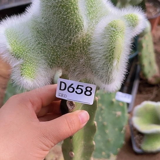 嫁接九尾狐缀化658