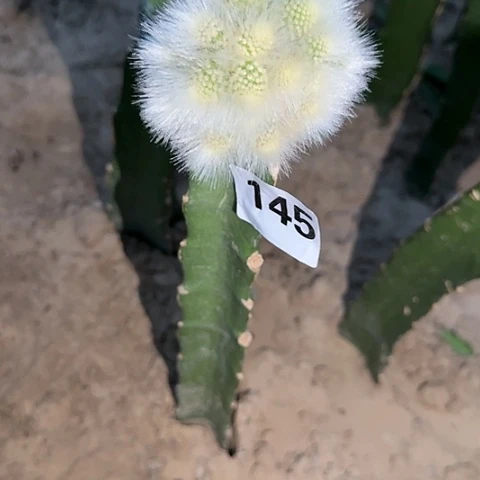 领****生嫁接九尾狐锦145