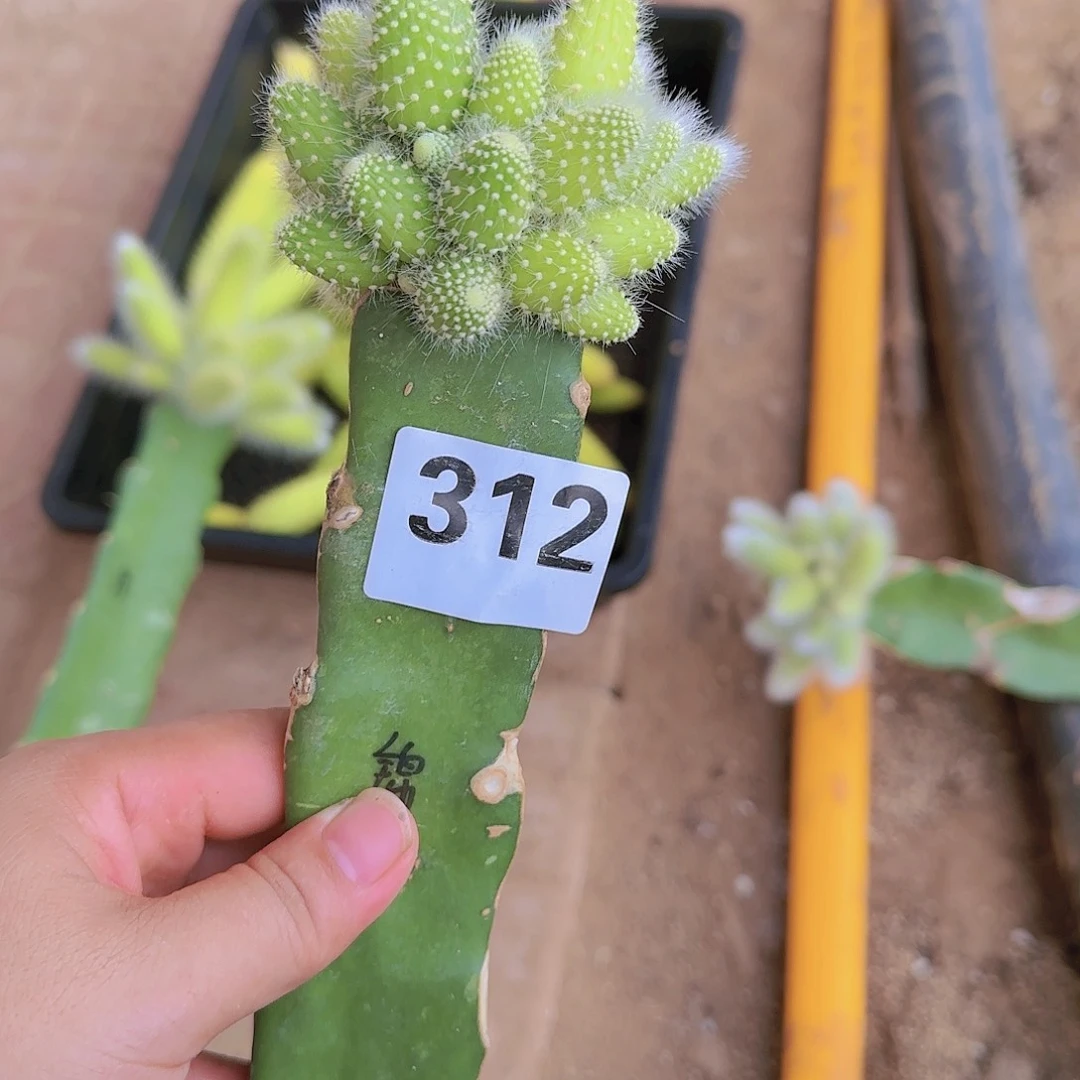 花*草嫁接九尾狐阴阳锦312