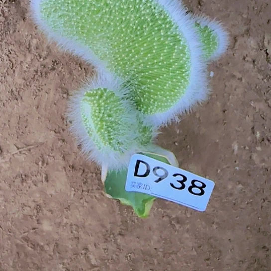 五***花砍头938九尾狐缀化