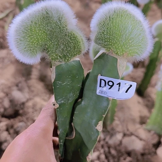 清货九尾狐缀化917