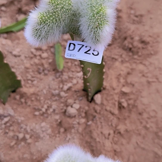 深*嫁接九尾狐缀化725