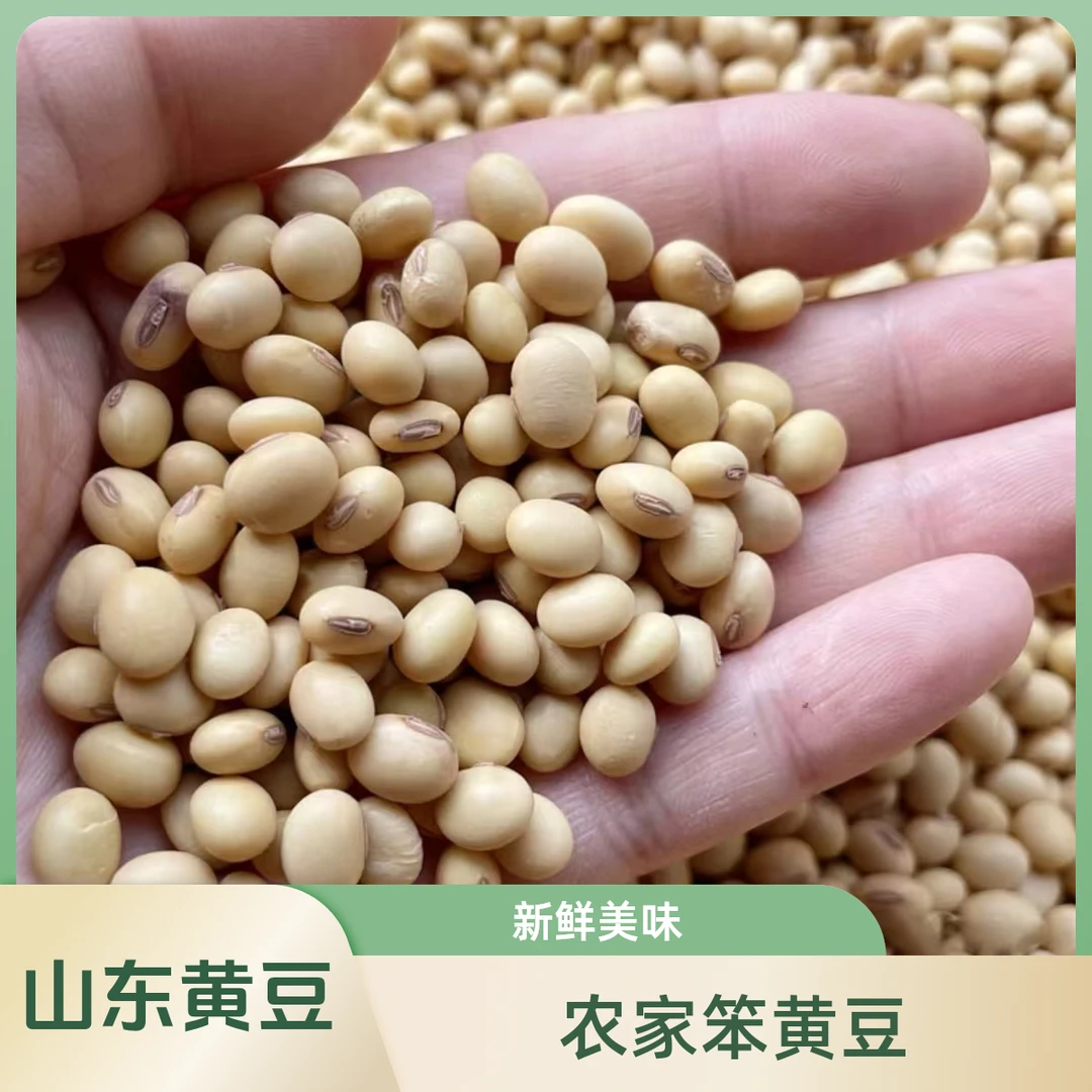 山东黄豆正宗农家笨黄豆营养丰富健康美味2024年新豆非转基因精品