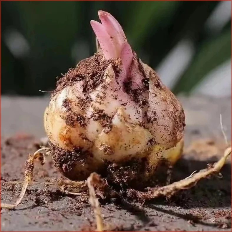 开花室内花卉好养活进口花苗盆栽种球种子种植香水百合花四季植物