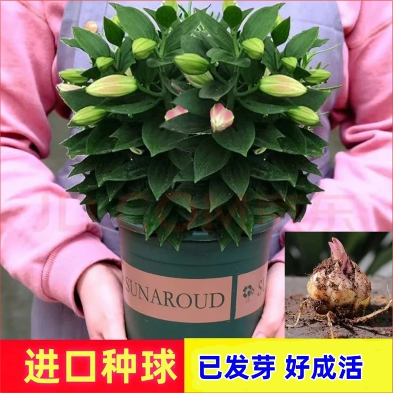 种球耐寒花卉盆栽四季室内外香水百合花好养活种植浇水进口多头