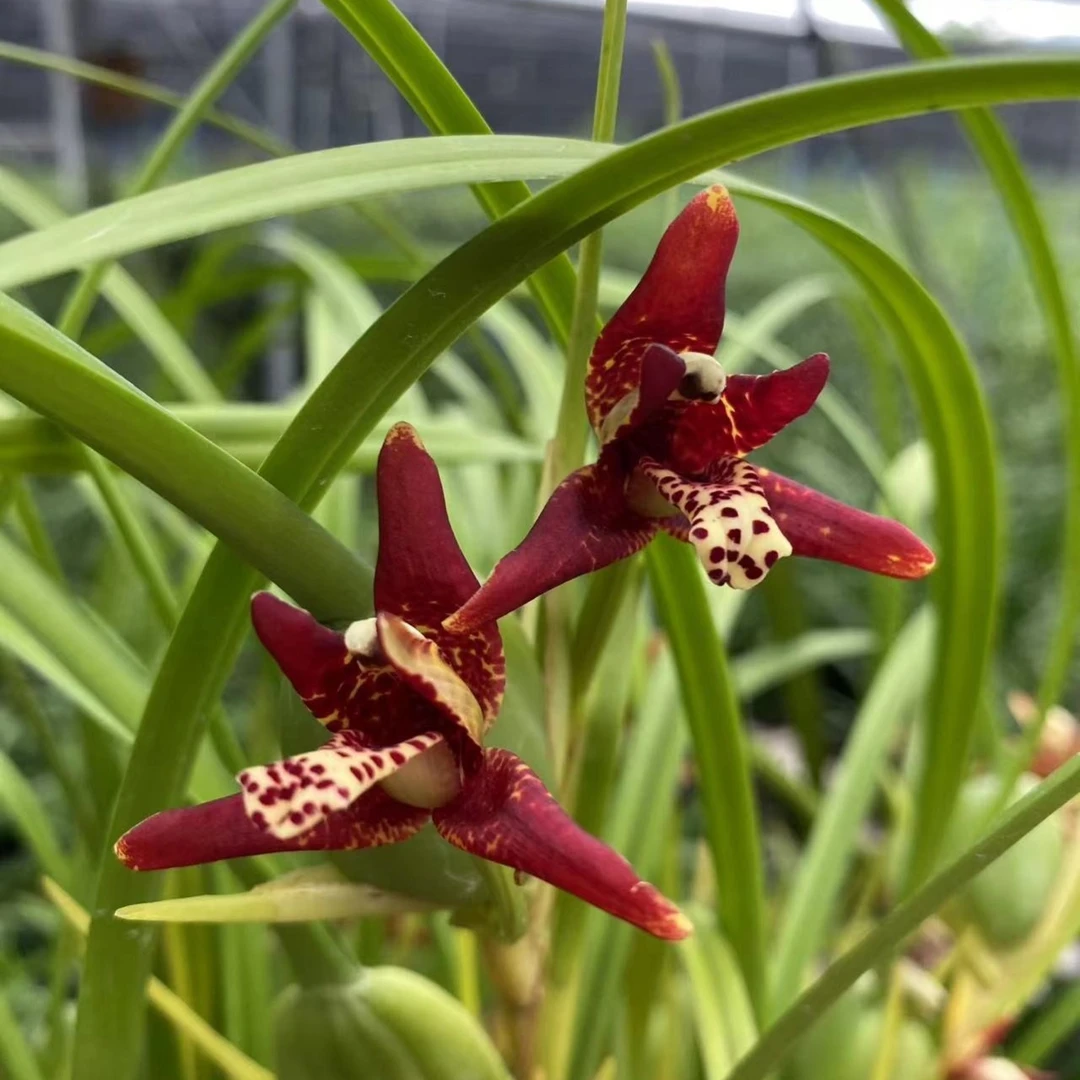 兰花盆栽浓香奶香味咖啡兰母亲兰易栽培夏季5月开花红色好养绿植