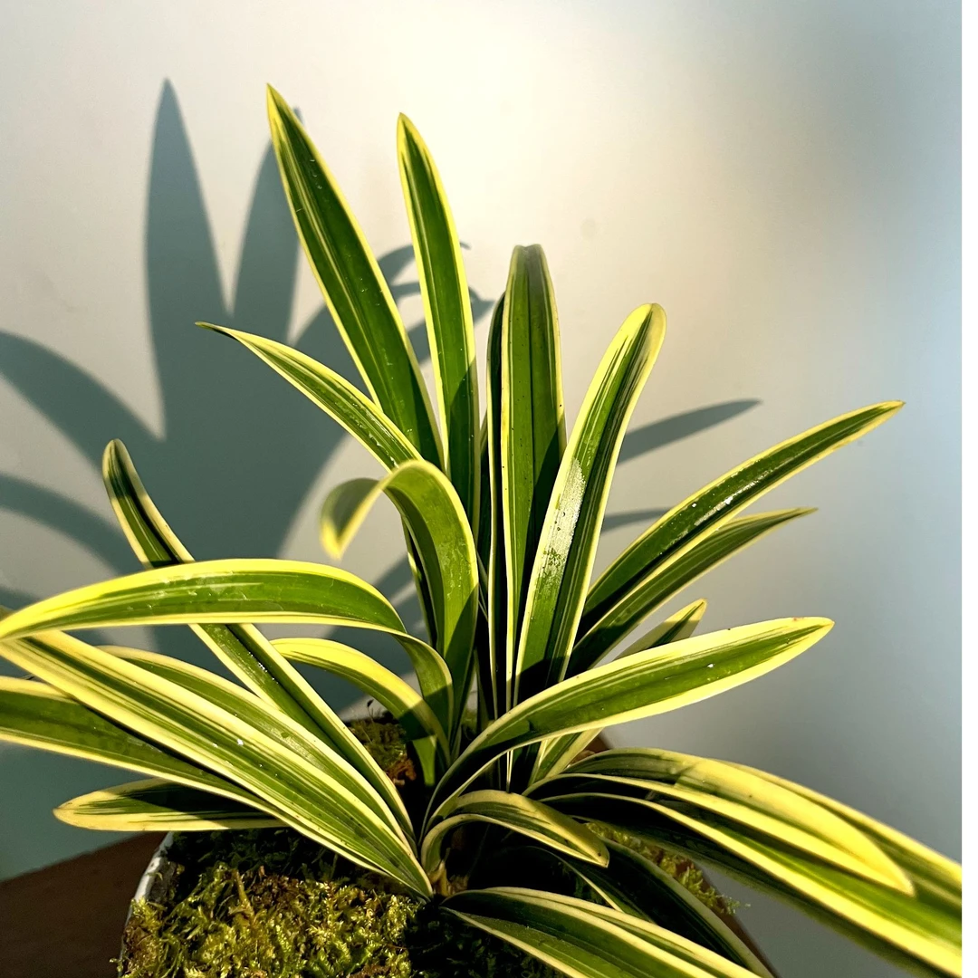 兰花盆栽建兰四季兰金边兰花苗大果冠浓香型室内好易养活绿植盆栽