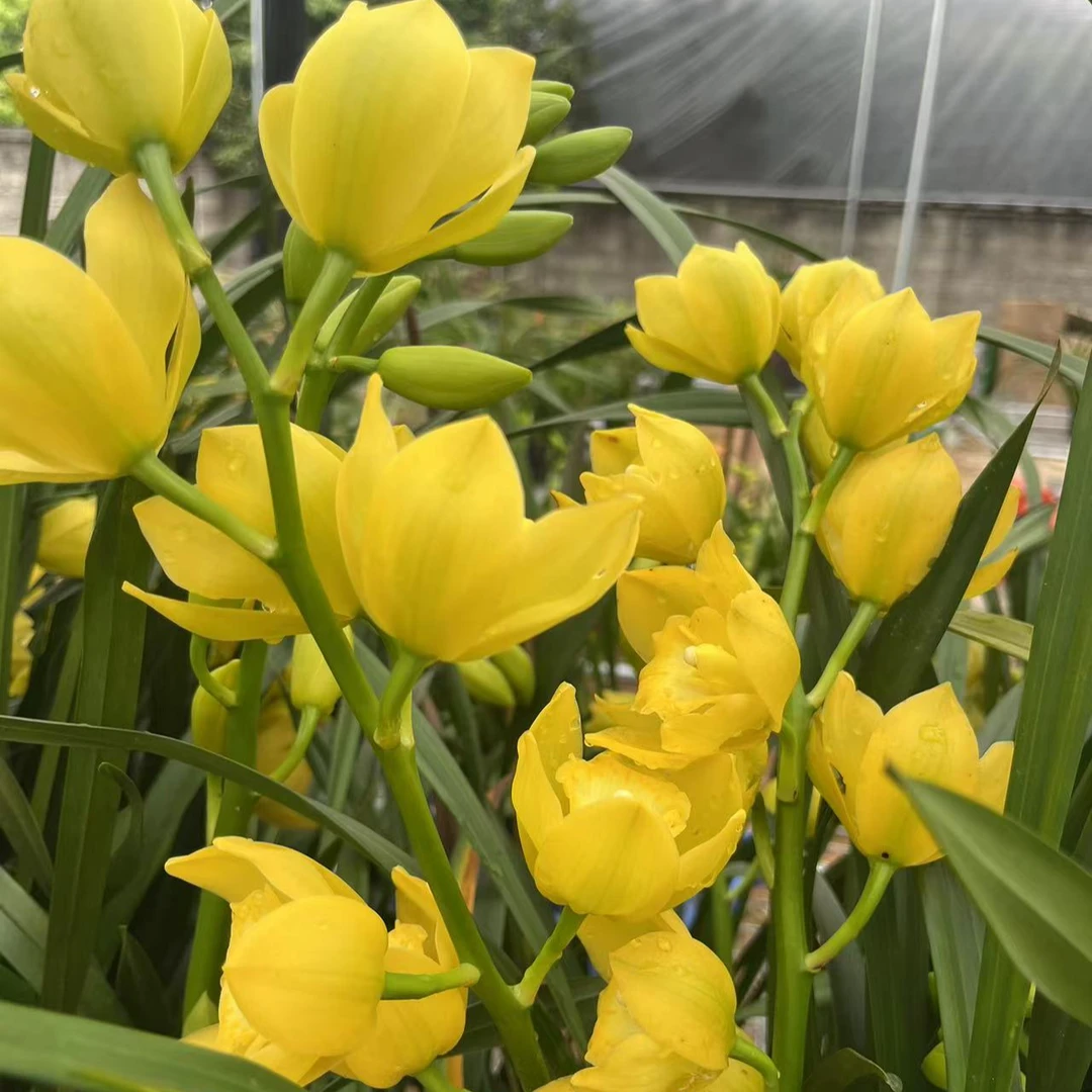 黄金美人蕙兰苗青苗开花香味浓郁好养易活兰花盆栽室内绿植