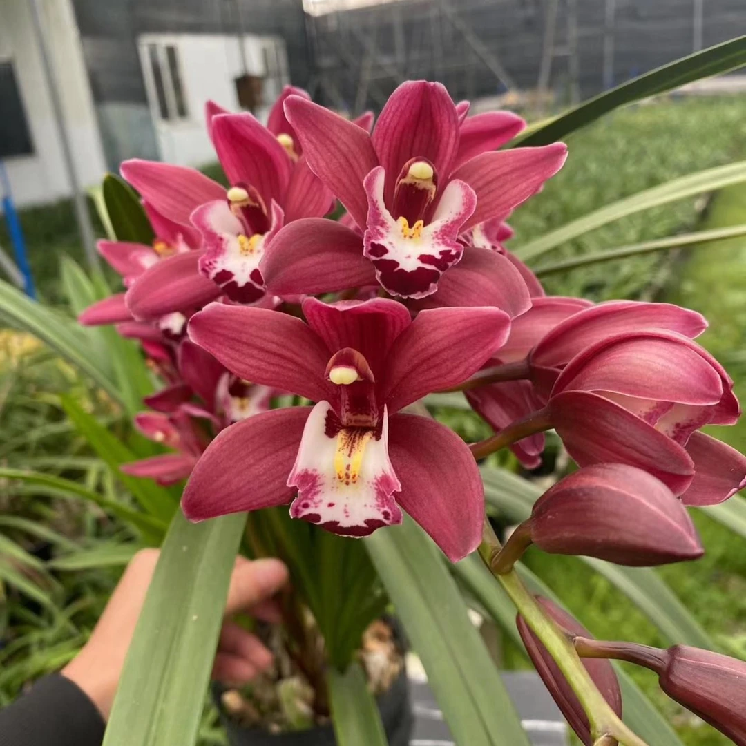 中国红兰花苗红色花春节前后开花