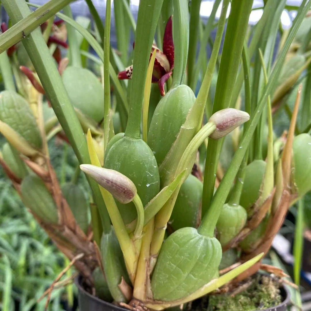 兰花盆栽浓香奶香味咖啡兰母亲兰易栽培夏季5月开花红色好养绿植