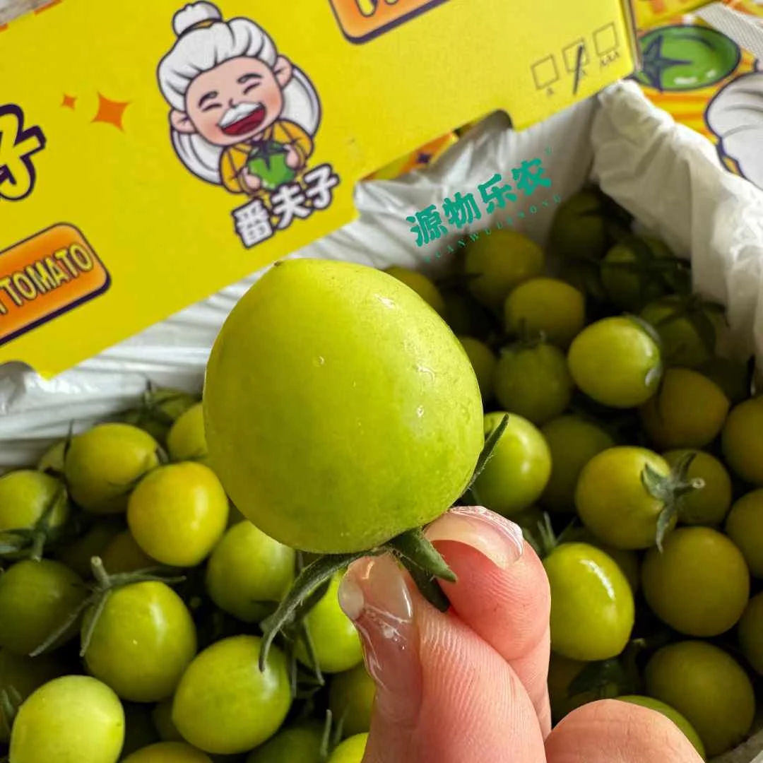 （果甄鲜）青霞绿小番茄番茄同城配番茄广西壮族自治区南宁市