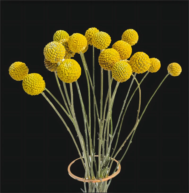 （正宗AB黄金球）云南直发：富贵圆满，其金黄色象征着富贵永远的幸福