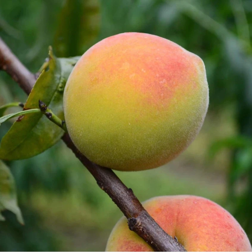 湖南怀化麻阳精选高山锦绣黄桃9斤包邮当季水果蜜桃现摘红心桃子