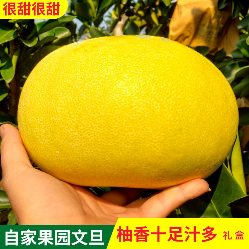 【现摘】正宗玉环文旦柚浙江特产礼盒装爆汁甜整箱送礼新鲜