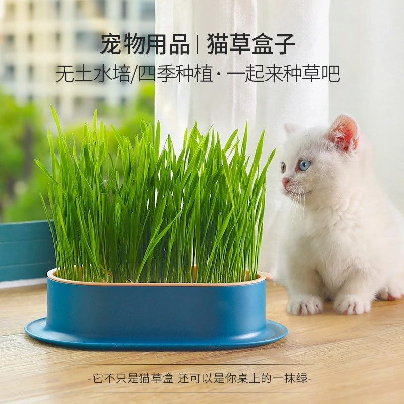 猫草懒人盆栽无土水培小麦种子助猫咪消化吐毛球化毛猫草鲜嫩零食