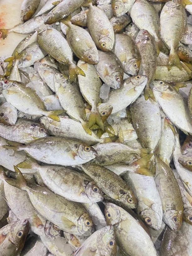 惠来神泉本港 照灯泥猛鱼 （拍下发5斤）