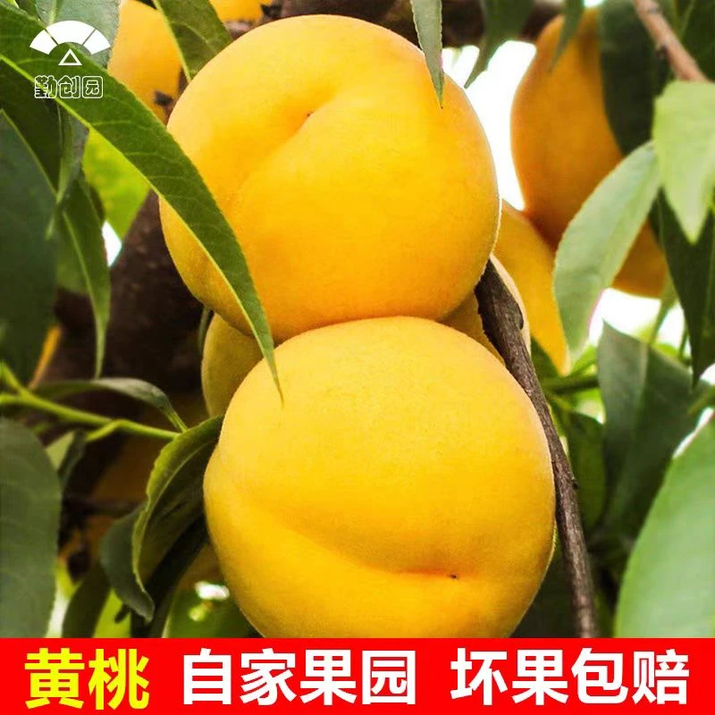 【高山黄桃】湖南湘西红心锦绣黄桃怀化黔阳非麻阳新鲜现摘香甜多汁