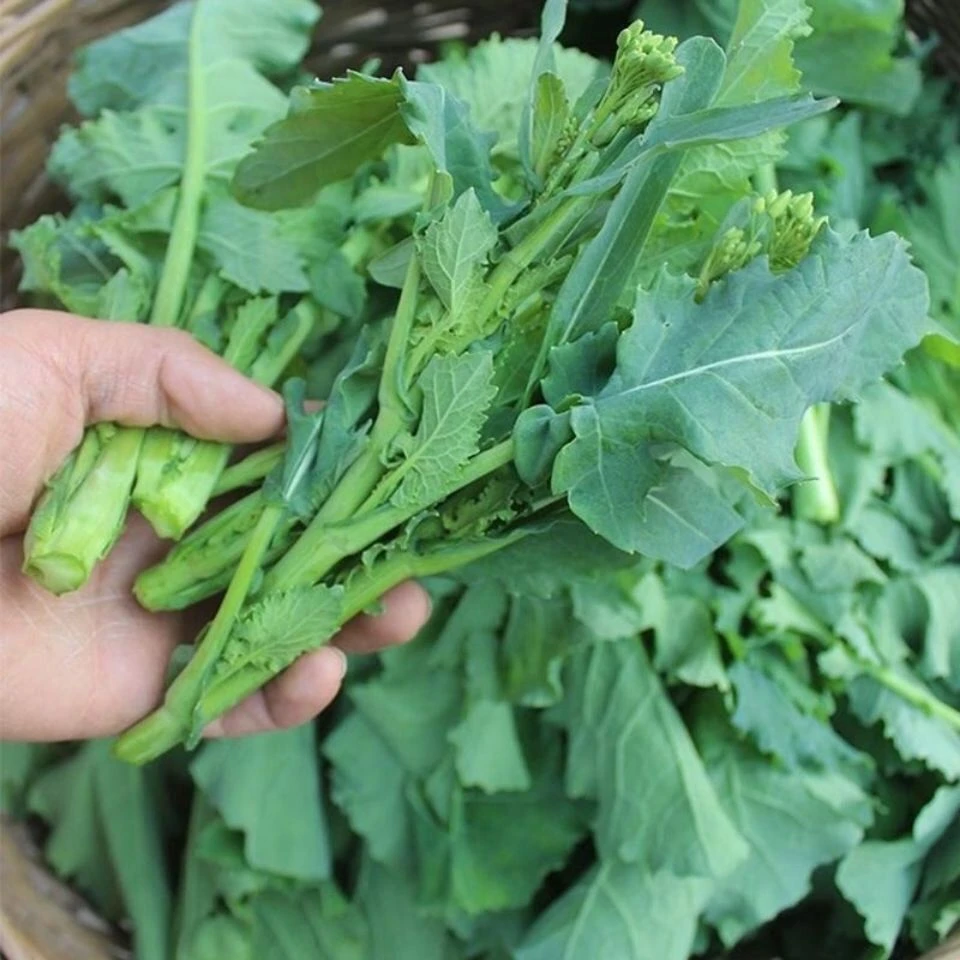 小油菜种子花盆花园均可种植四季可种45天可吃