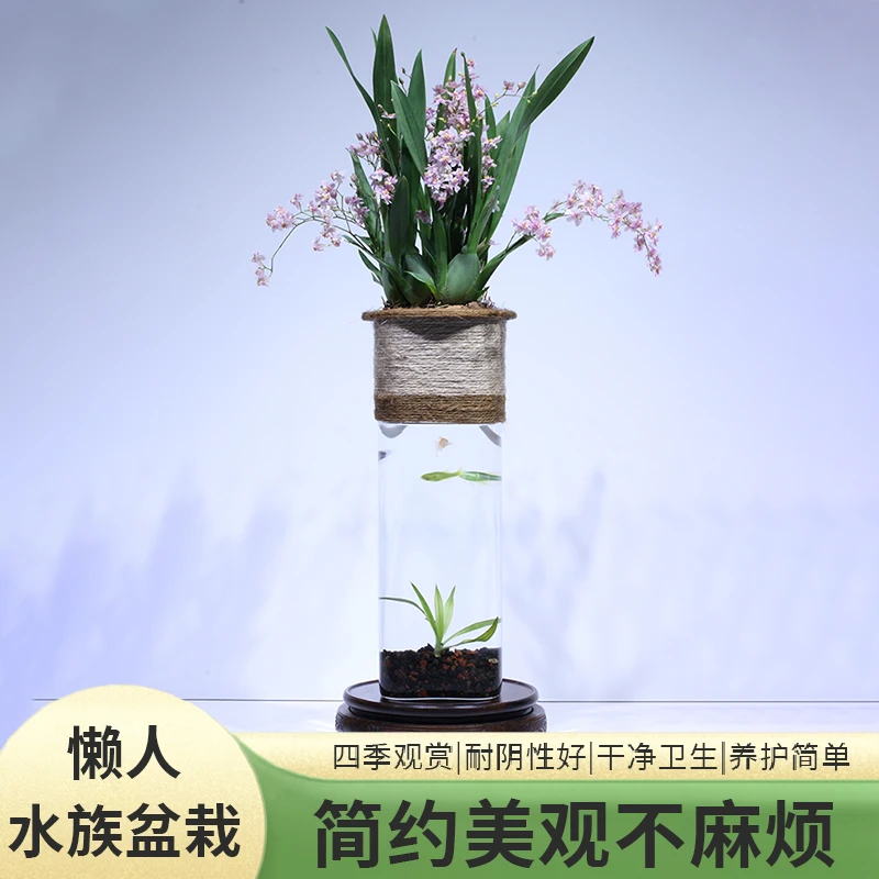 凤舞林小型水族盆景粉紫色梦香兰植物办公桌美观盆栽植物水培观赏