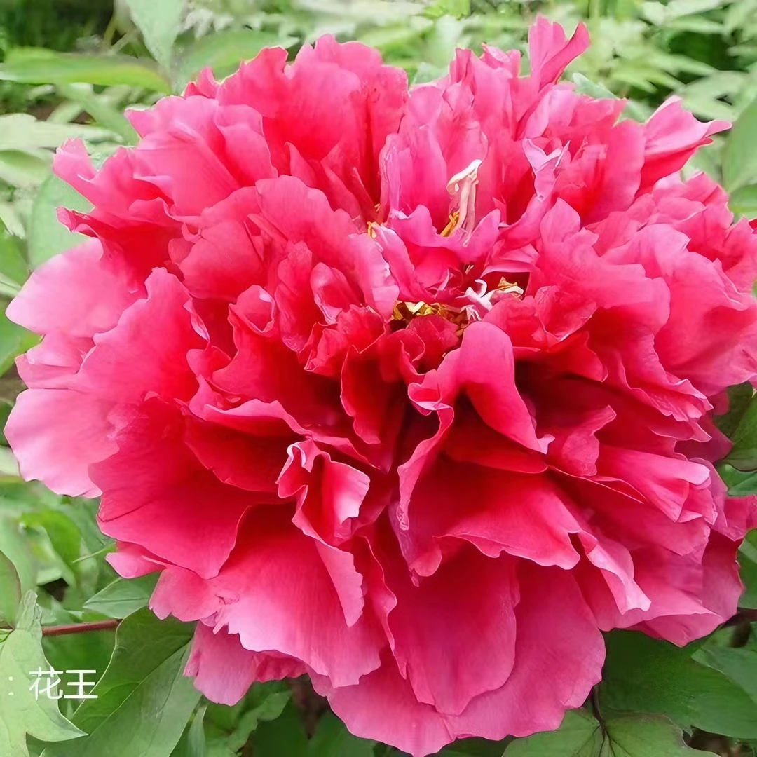 洛阳基地直发花中之王   花王品种 大花观赏牡丹