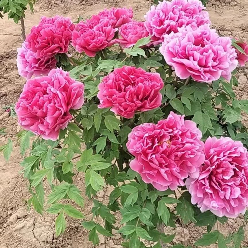 洛阳牡丹直播一物一拍 基地直销