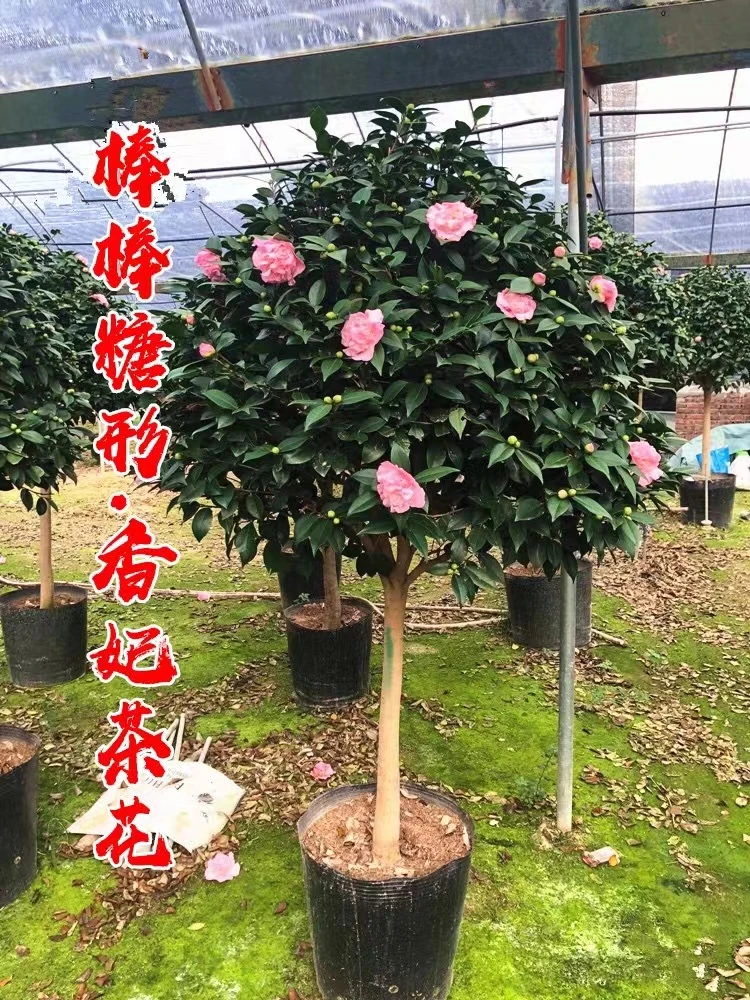 香妃茶花 开花粉色带香味 原盆原土发货包邮
