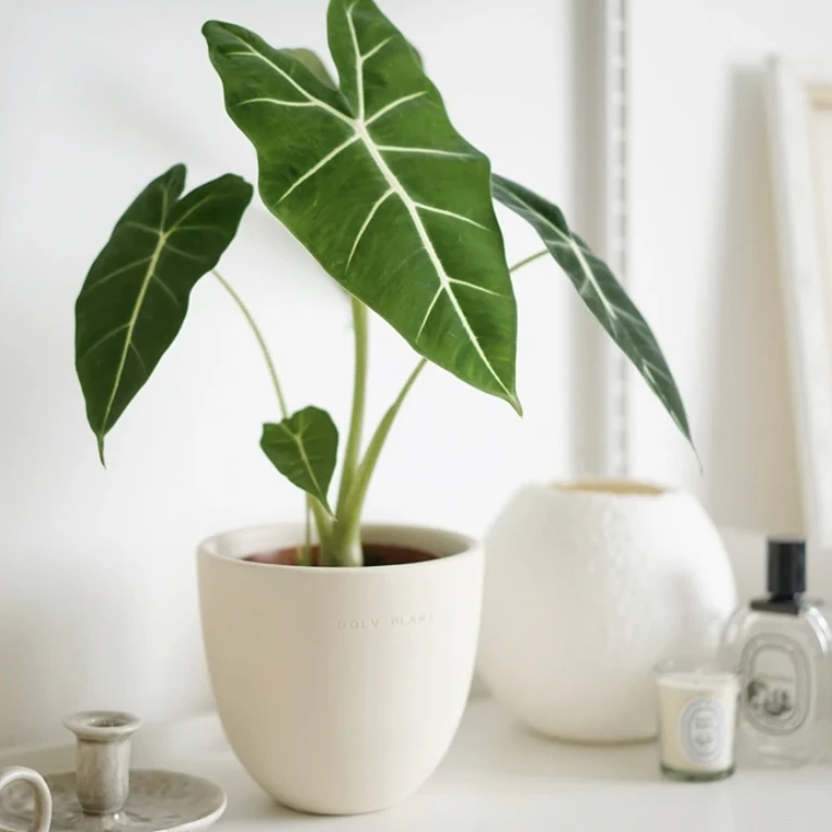 绿天鹅绒海芋北欧风格高级室内植物（高级气质型）