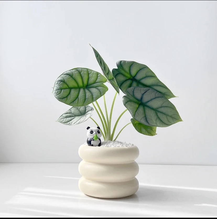 白犀牛海芋室内办公桌观叶植物四季常绿高品质