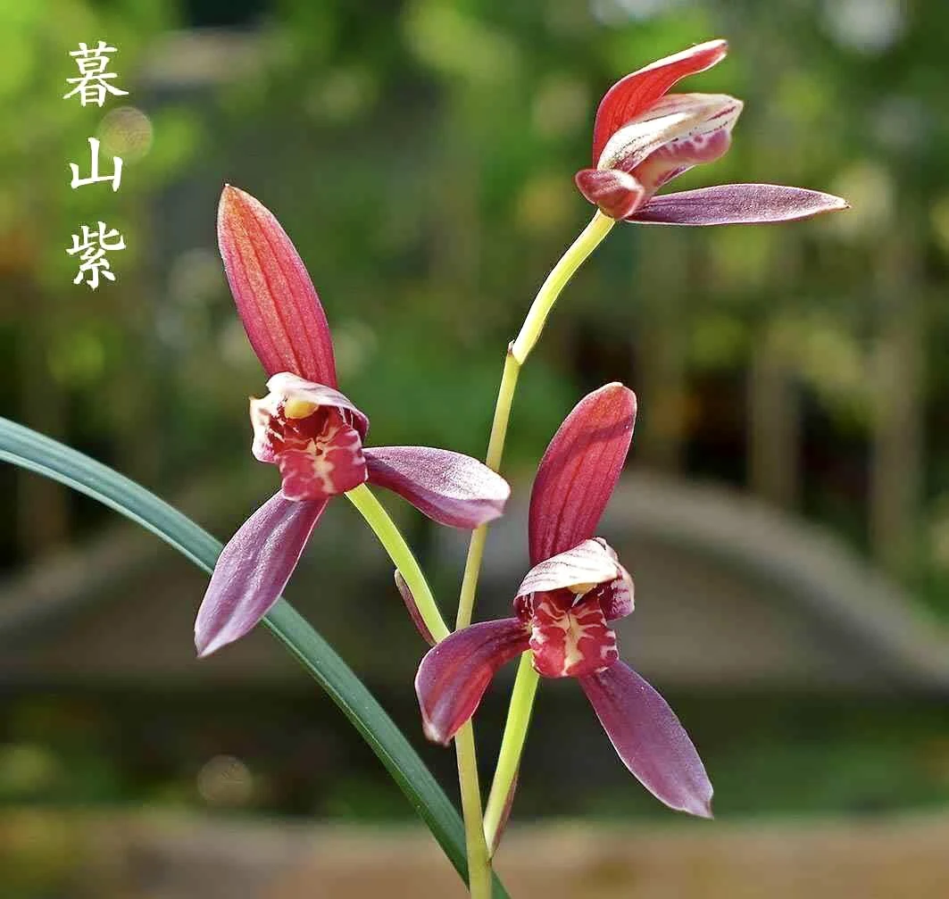 【艺暮山紫】建兰名品 老种2苗花开浓香 好养易活 对版