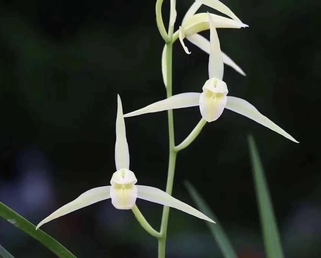 【丰雪】寒兰名品 兰花老种2苗 花开浓香 好养易活 对版