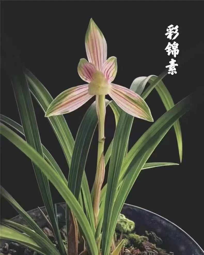 【彩锦素】春兰名品 老种2苗 高端兰花 花开浓香