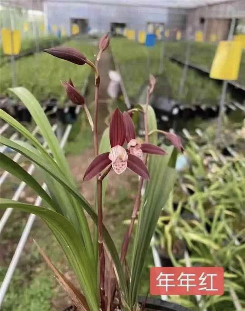 【年年红】建兰名品 老种3苗 花开浓香对版高档养兰