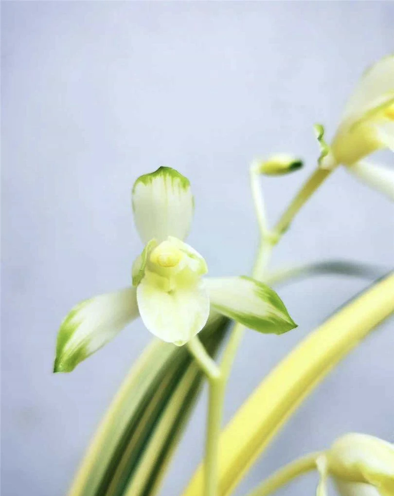 【合天下】建兰名品 老种2苗 花开浓香对版高档养兰